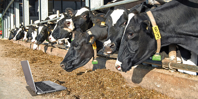 Tiergesundheit im Milchkuhbestand