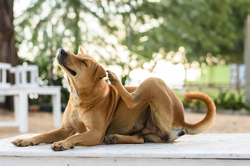 Foto (iStock / Jirakan)