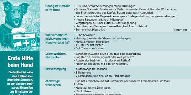 Erste Hilfe beim Hund