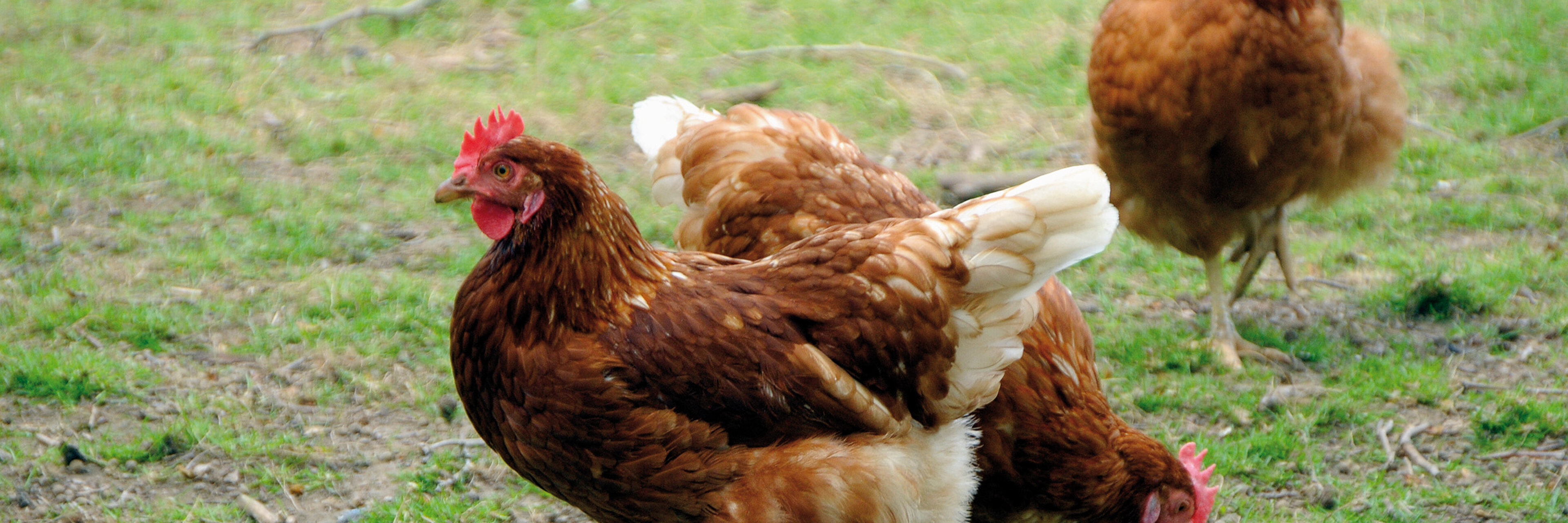 Foto: BfT / agrar press