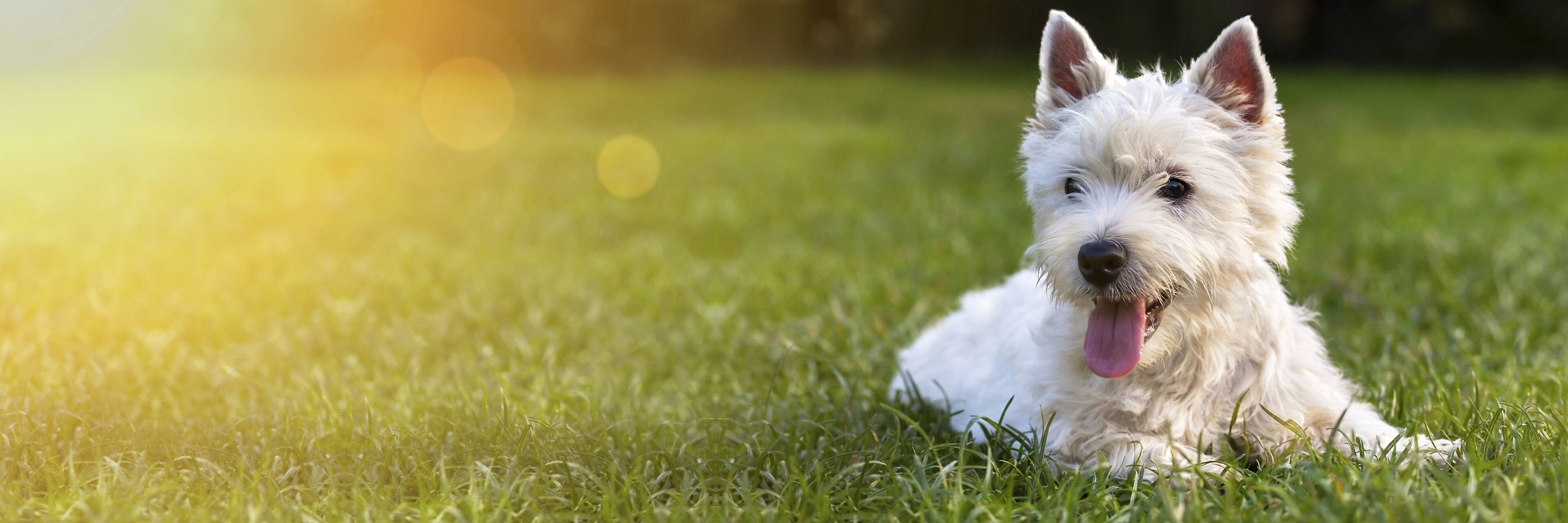 Herzerkrankungen beim Hund Bundesverband für Tiergesundheit e.V.