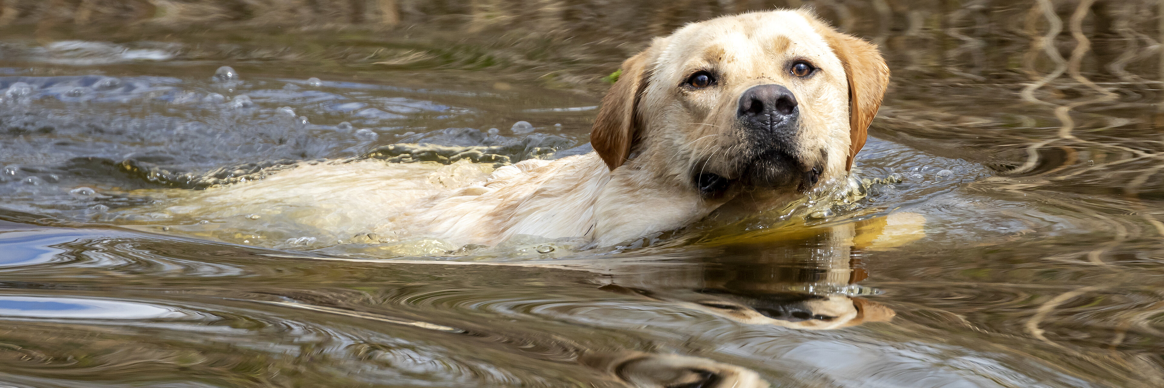 Foto (Shutterstock/Edwin Butter)