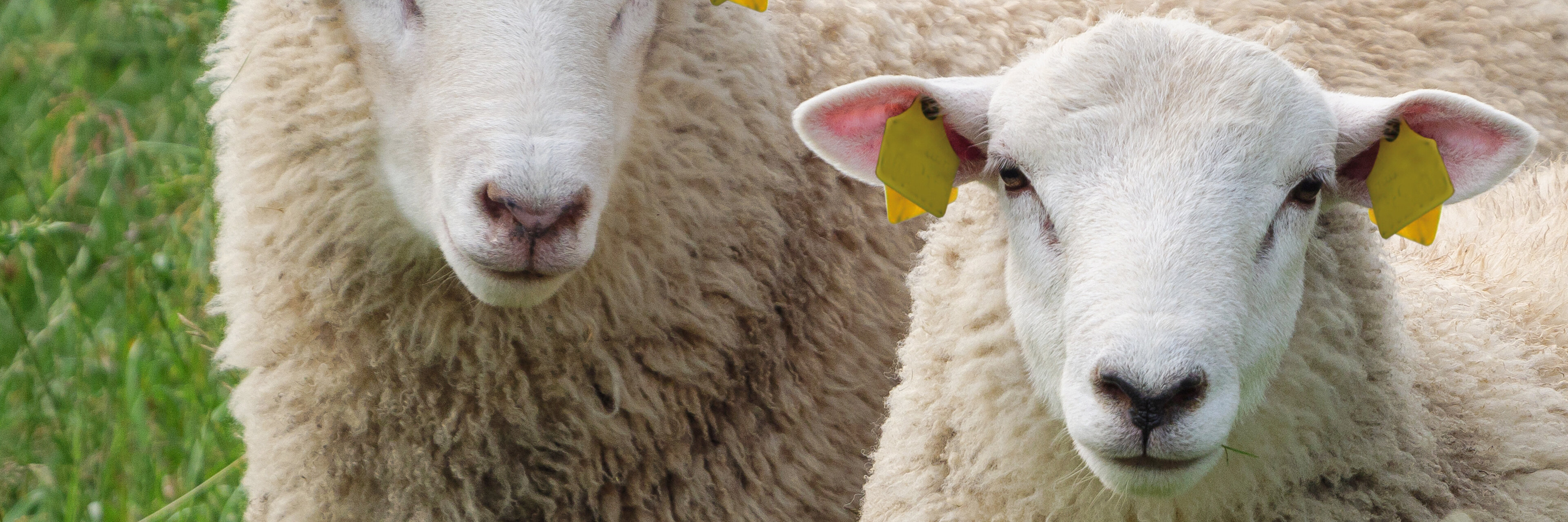 Foto (iStock/Waeske)