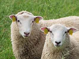 Foto (iStock/Waeske)